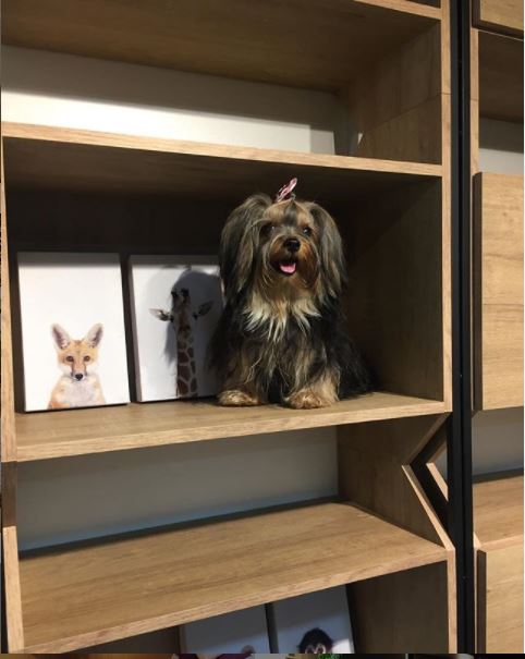 Mobiliário para pets: um mercado em ascensão